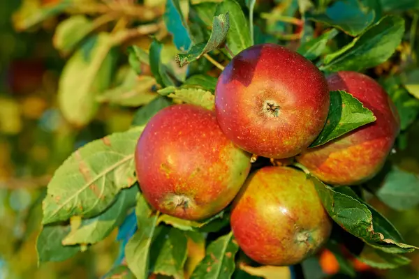 Omena Puu Hedelmät Lähikuva Lehdet Ulkona Maatilalla Puutarhassa Tai Hedelmätarhassa — kuvapankkivalokuva