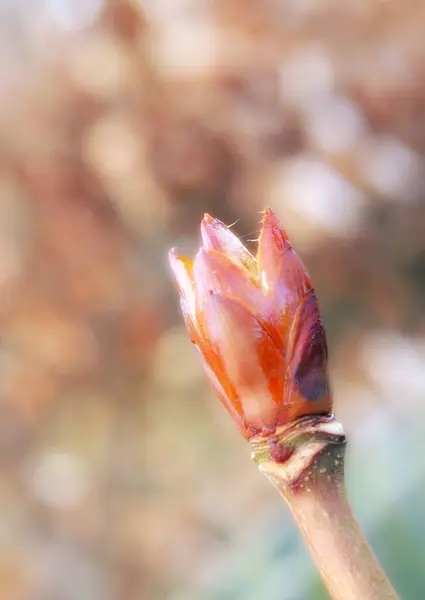 Весна Цветок Бутон Природе Сад Рост Развитии Окружающей Среды Цветочного — стоковое фото