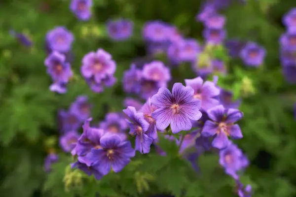 Mor Çiçekler Bahçe Bahar Için Çiçek Büyüme Açık Hava Için — Stok fotoğraf