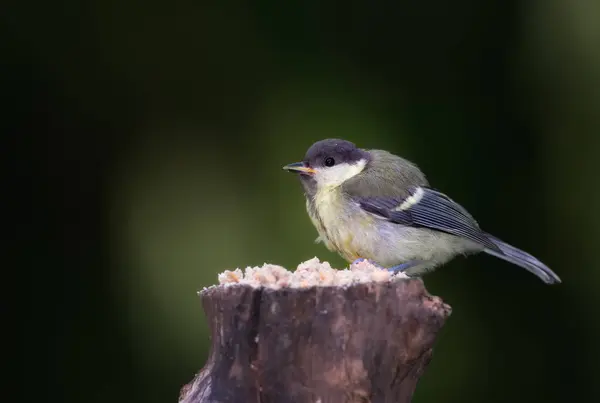 Great Tit Garden Bird Outdoors Spring Time Avian Wild Animal — Fotografia de Stock