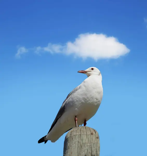 Fågel Himmel Och Natur Med Sommar Moln Och Djurliv För — Stockfoto