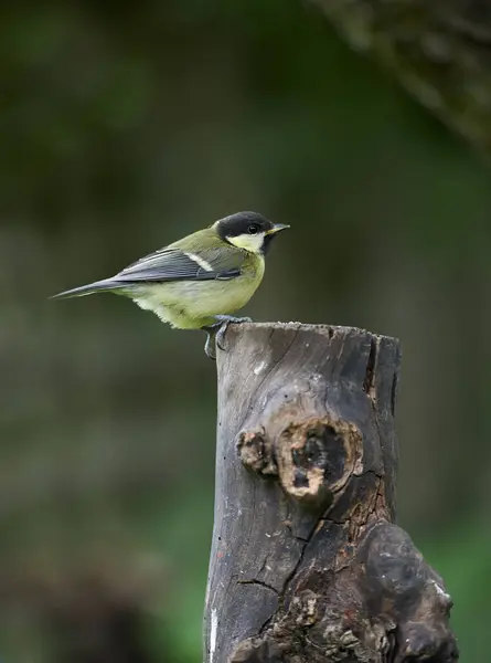 Great Tit Song Bird Outdoors Spring Time Avian Wild Animal — Stock Photo, Image