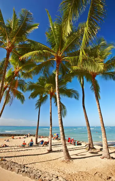 Palm Träd Strand Och Tropiskt Paradis För Äventyr Maldiverna Eller — Stockfoto