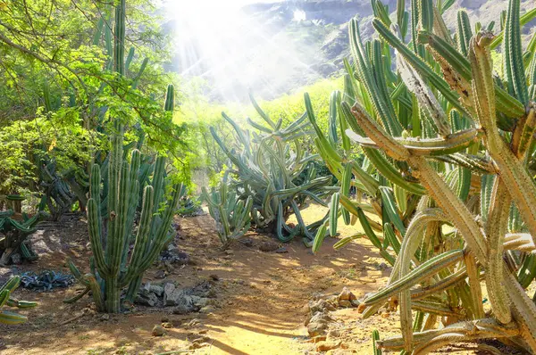 Outdoors, field and cactus in nature desert, sustainable environment and peaceful ecosystem. Shrub, wildlife and native succulent or leaves and foliage in Hawaii, sun and plants in forest or woods.