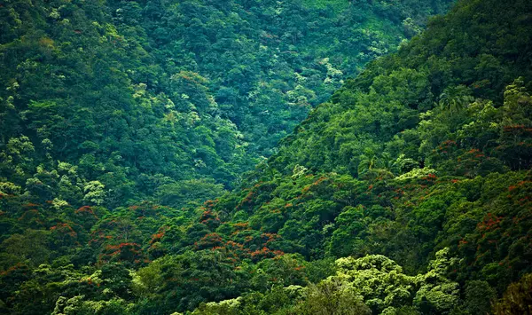 Forest, nature and trees in canopy of green location for conservation or wilderness sustainability. Earth, mountain and rainforest with natural growth in ecosystem, environment or jungle from above.