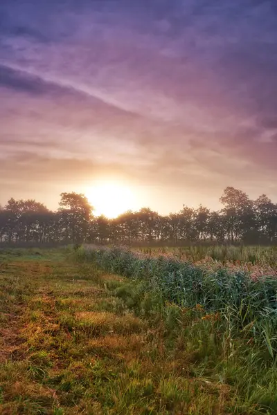 Wheat Field Grain Farm Sunrise Fog Harvesting Production Small Business — Stock Photo, Image