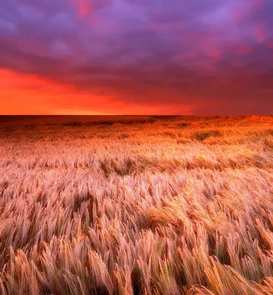 Krajina Západ Slunce Zemědělství Pšeničným Polem Obloha Životní Prostředí Pro — Stock fotografie