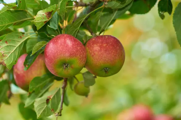 Omena Puu Hedelmät Lähikuva Lehdet Ulkona Maatilalla Puutarhassa Tai Hedelmätarhassa — kuvapankkivalokuva
