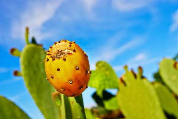 持続可能な環境 平和なエコシステムにおける屋外 そして迅速に真珠のカクテル ハワイの植物 クローズアップ ネイティブの葉 森や砂漠の植物 — ストック写真