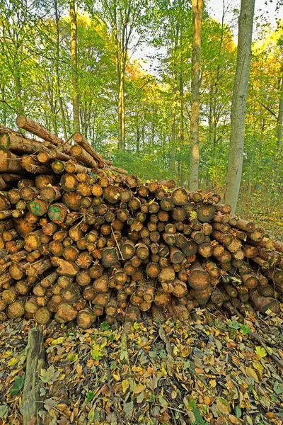 Trees, wood and deforestation with log pile on ground outdoor for industry, manufacturing or production. Nature, environment and path in forest or woods for lumber or logging supply and profession.