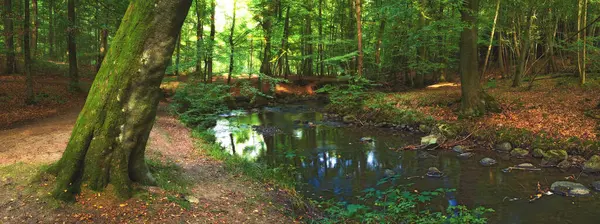 Forest, landscape and river in swamp with trees, woods and natural environment in autumn with leaves or plants. Creek, water and stream with growth, sustainability or ecology with sunlight in Denmark.