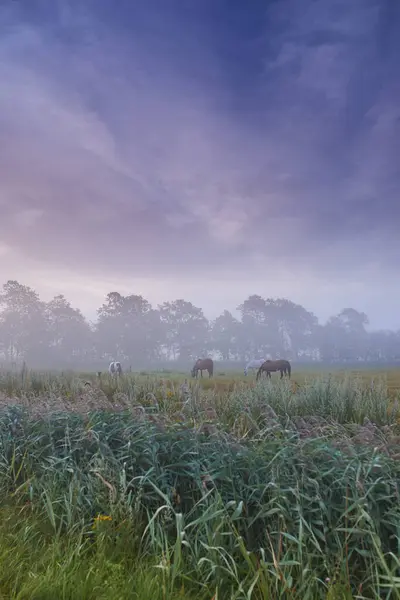 Farm, nature and horses with mist, fog and calm with countryside and landscape. Field, sky and ecology for growth, carbon capture and serenity with peaceful meadow and harvest with animals or pasture.