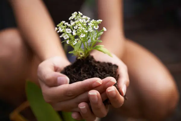 Hands, soil and flower for garden and ecology, growth and botanical with sustainability in environment. Nature, plant for landscaping and closeup of fertilizer, person and Spring blossom outdoor.