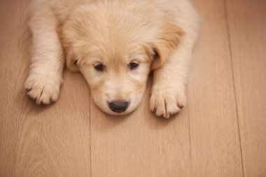 Yavru köpek, portre ve dinlenme ile ahşap, zemin ve yorgun ya da evcil hayvan ile üzgün. Golden retriever, uykulu, sıkılmış ya da bitkin düşmüş ya da yüksek açıdan mutsuz olan hayvan ve köpek..