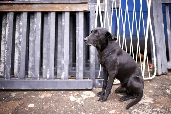 Perro Aire Libre Callejero Abandonado Con Mirada Triste Indigentes Perdido —  Fotos de Stock
