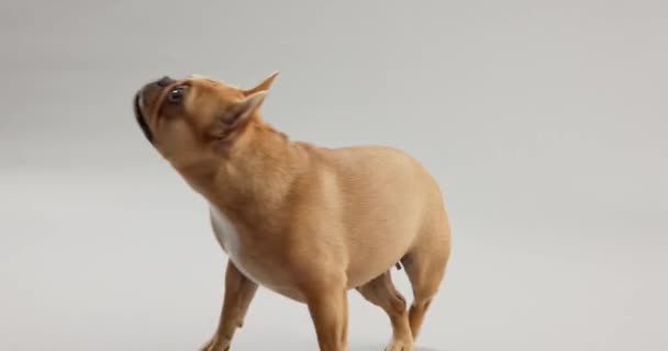 Kutya Nézd Meg Vagy Üljön Trükk Képzés Vagy Bizalom Boldog — Stock videók