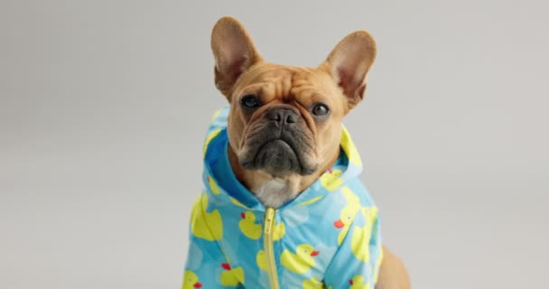 Bulldog Chaqueta Retrato Animal Estudio Para Moda Estilo Ropa Abrigo — Vídeos de Stock