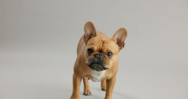 Kapanış Köpek Yüz Yüze Öpüşme Sevgi Mutluluk Göstergesi Stüdyoda Meraklı — Stok video