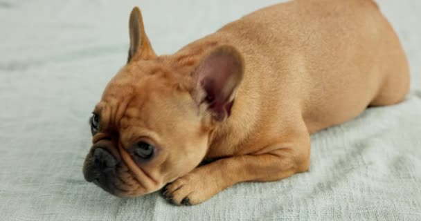 Wajah Santai Dan Anjing Tempat Tidur Studio Sebagai Hewan Peliharaan — Stok Video