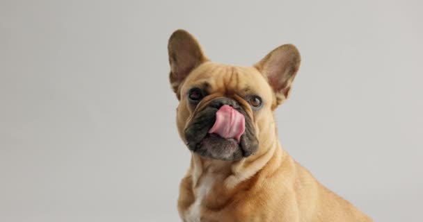 Собака Рот Сидеть Смотреть Любить Продвигать Страхование Домашних Животных Усыновление — стоковое видео
