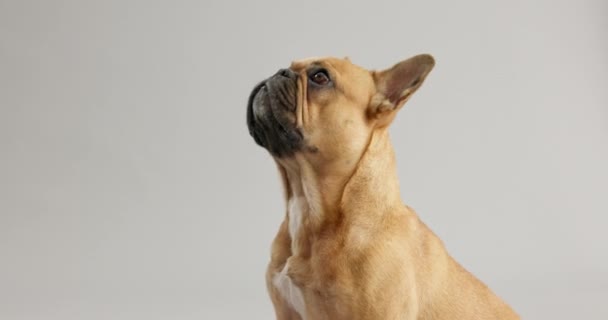 スタジオ ブルドッグ 栄養のためのスナックと手 良い行動やカインビタミン ハングリーペット リラックスした人 子犬のトレーニングのための治療 報酬とグレーの背景での従順な動機 — ストック動画