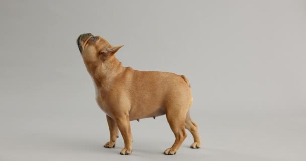 Estudio Bulldog Mano Persona Con Snack Por Buen Comportamiento Vitamina — Vídeo de stock