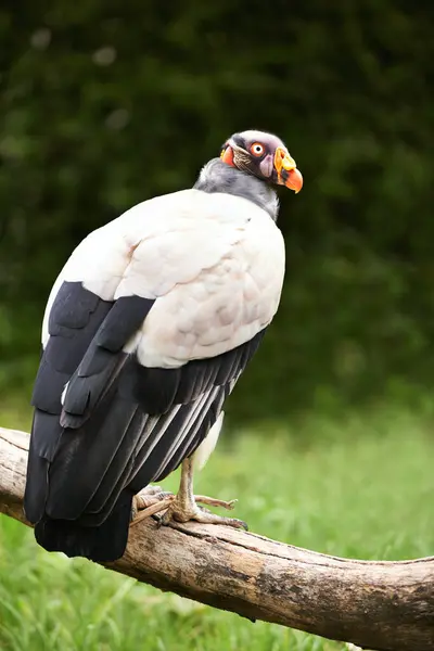Vulture or bird, branch and nature in zoo for food, relaxation and standing in landscape. Wildlife, carnivore animal or bird with feathers in outside environment with wooden and grass in countryside.