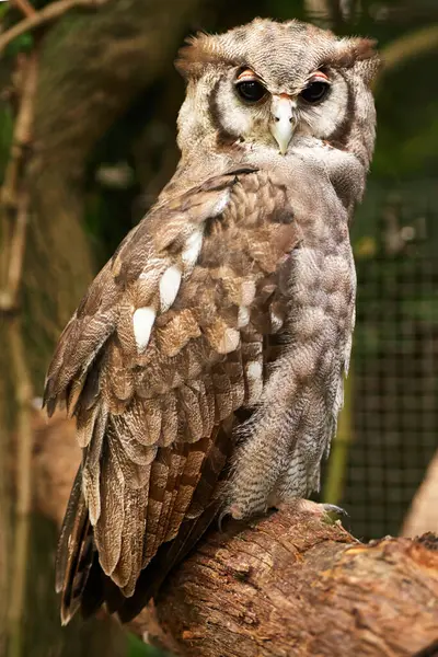 Bird, owl and relax in outdoors, species and nocturnal animal in zoo enclosure or branch in sanctuary. Animal, peace and calm predator in nature or forest and closeup, relax and fly creature outside.