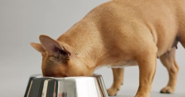 Closeup Dog Bowl Eat Nutrition Pet Health Tasty Breakfast White — Stock Video