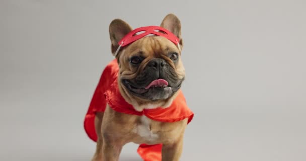 Domácí Mazlíček Pes Tvář Kostýmu Superhrdiny Oblečení Jazyk Vyčnívající Narozeninovou — Stock video