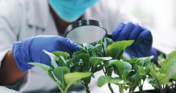Primer Plano Ciencia Magnificación Con Plantas Investigación Ecología Con Suelo — Vídeos de Stock