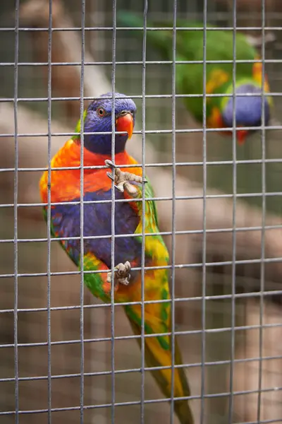 Closeup Park Parrots Cage Nature Habitat Bird Sanctuary Ecology Sustainability — Stock Photo, Image