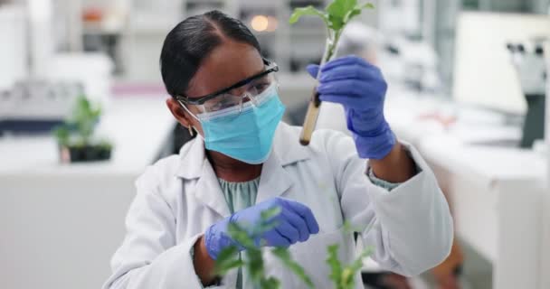 マスク 自然の研究 安全または医療工学のための実験室のガラスに植物が付いている女性 バイオテクノロジー 葉のサンプル 科学者または研究室の技術者 — ストック動画