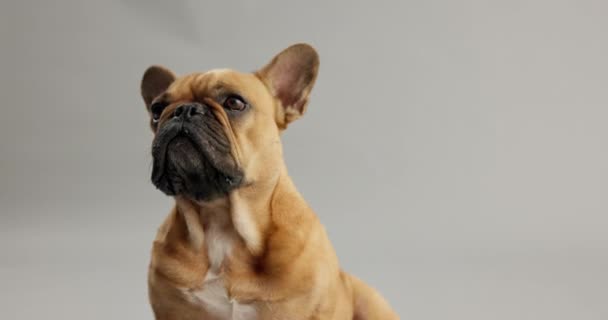 Fransız Bulldog Otur Evcil Hayvan Için Rahatla Evlat Edinme Gri — Stok video