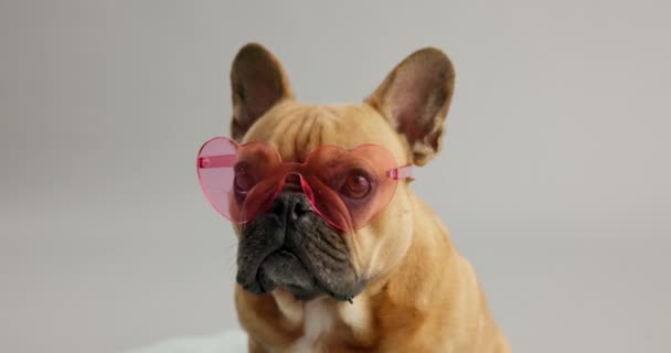 Twarz Byczy Pies Słodkie Okulary Przeciwsłoneczne Studio Izolowane Białym Tle — Wideo stockowe
