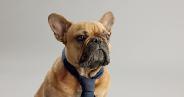 Franska Bulldog Och Ansikte Studio Med Slips För Sällskapsdjur Mode — Stockvideo