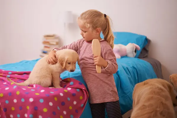 Girl, child and puppy with embrace on bed for playing, bonding and protection in bedroom of home with brush. Kid, golden retriever and dog for companion, affection and hug with pet care in apartment.