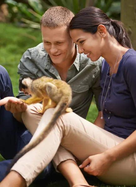 Monkey, nature and park with couple at zoo together for outdoor activity or interactive experience. Date, love or smile with happy young man and woman bonding at animal sanctuary for sustainability.