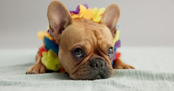 養子縁組 育児のためのスタジオでの動物 ペット 退屈な 孤独なまたは疲れたためのモックアップの毛布の国内の子犬 ネックレスおよび愛らしいフランスのブルドッグ — ストック動画