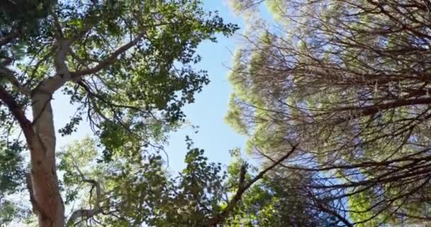 Vista Inferior Paisagem Floresta Com Sol Céu Azul Para Natureza — Vídeo de Stock