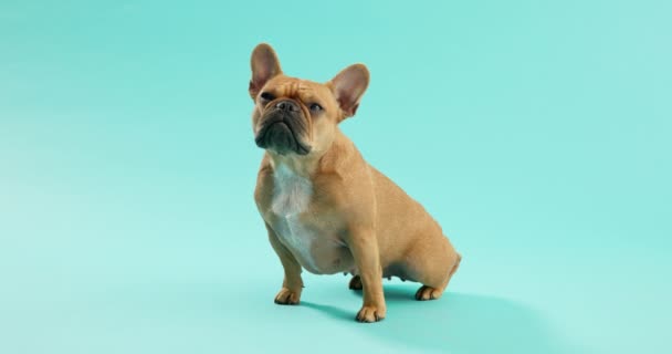 Stüdyoda Evlat Edinilmeye Hazır Şirin Ciddi Tatlı Bir Köpek Var — Stok video