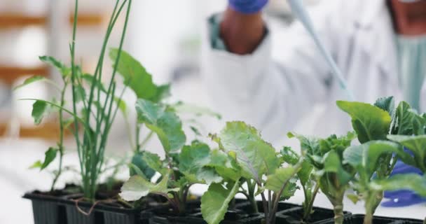 Close Wetenschap Experiment Met Planten Onderzoek Ecologie Met Bodem Pipet — Stockvideo