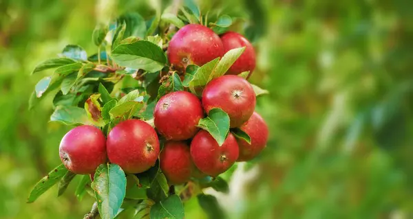 Apple Tree Leaves Orchard Outdoor Nature Agriculture Sustainability Food Nutrition — Stock Photo, Image