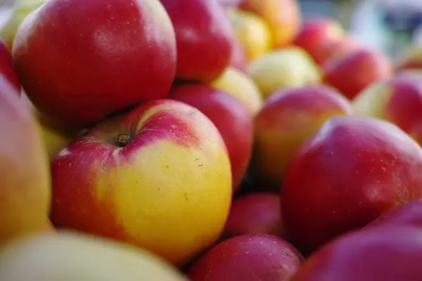 農場からの健康 天然のリンゴ ビタミン 収穫のためのクローズアップと果物 果樹園 食糧のための繊維の田舎の環境の夏 秋そして緑 — ストック写真