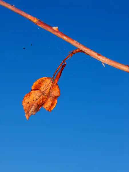 秋の青空 季節の変化 自然と環境のための秋のオレンジ色の葉 上の鳥と静けさ 黄金または素朴で自然な植物のための収穫の季節 明確で平和 — ストック写真