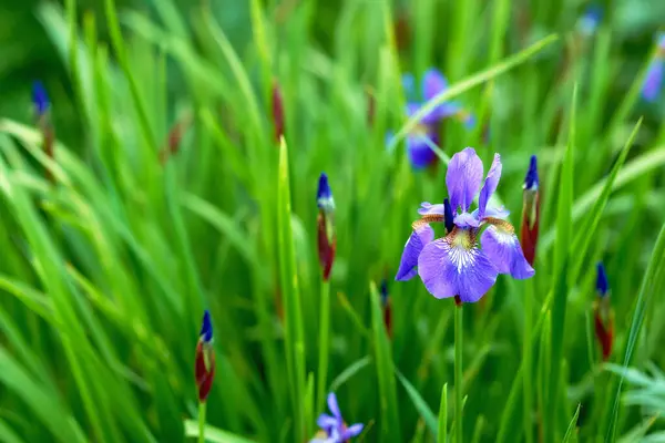 イリス 紫色の花 そして自然の中で静かで花の緑の屋外 春の葉 花と野生の庭 人と新鮮な植生なし — ストック写真