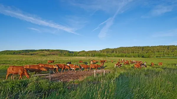 Agriculture Cows Grass Farm Nature Livestock Fields Eating Lawn Countryside — Stock Photo, Image