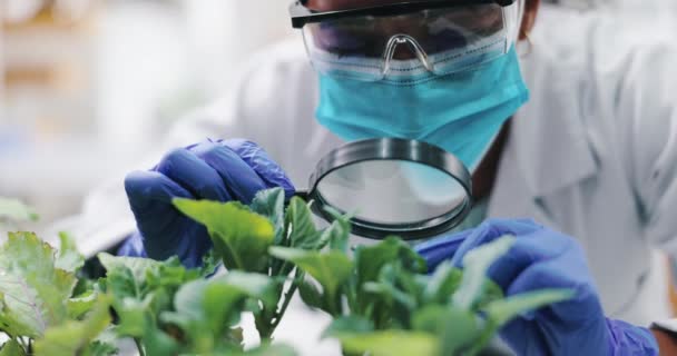 实验室 面罩及女用植物 放大镜用于医疗工程的研究与安全 生物技术 植物学和树叶学 科学家或技术人员在科学中检查农业研究的增长情况 — 图库视频影像