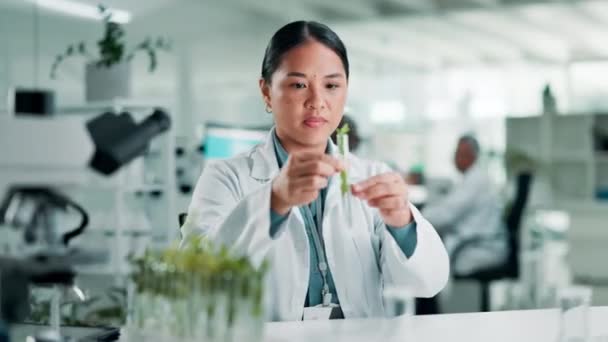 Ciencia Mujer Tubo Ensayo Con Planta Laboratorio Para Análisis Muestras — Vídeos de Stock