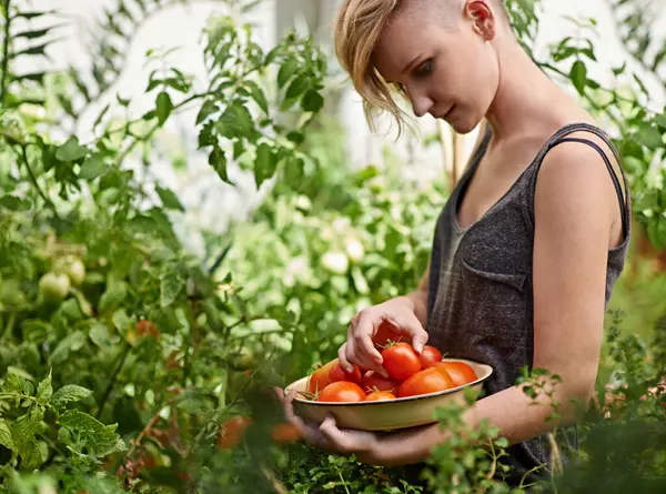 Agricultura Fazenda Mulher Com Tomates Jardim Para Crescimento Saúde Sustentabilidade — Fotografia de Stock